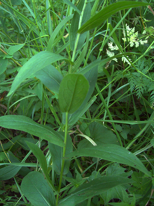 Image of Inula salicina specimen.
