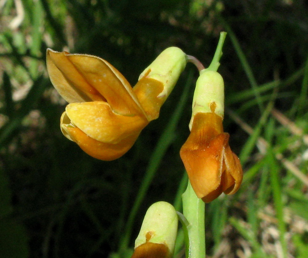 Изображение особи Lathyrus gmelinii.