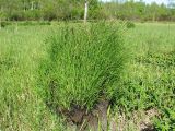 Carex cespitosa. Кочка на заболоченном лугу (прошлогодние листья выгорели в результате весеннего пала). Ленинградская обл., гатчинская \"чудо-поляна\". 4 июня 2008 г.