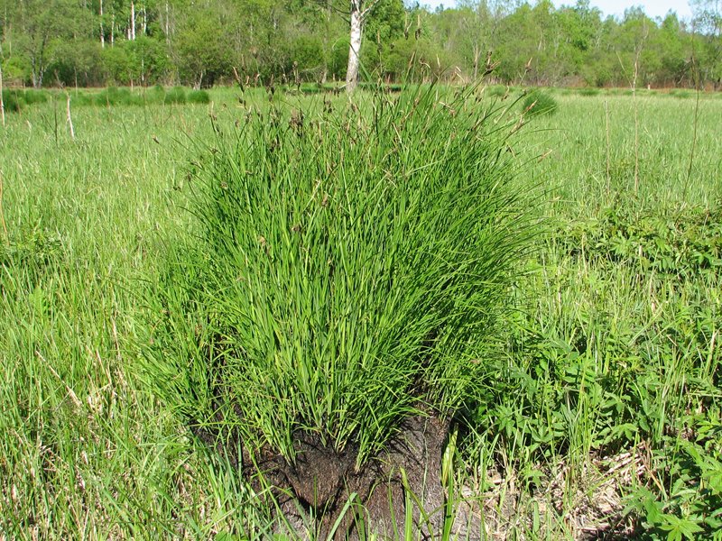 Изображение особи Carex cespitosa.