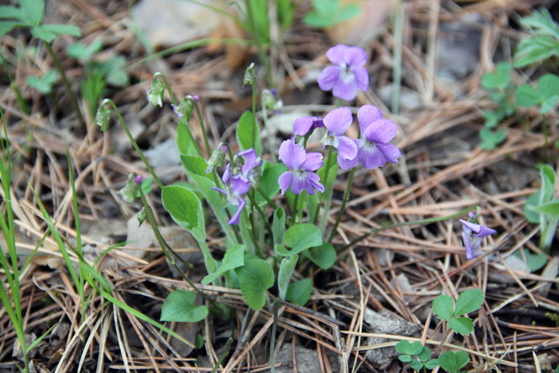 Image of Viola hirta specimen.