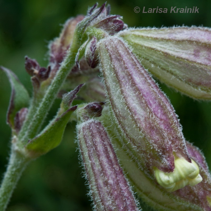 Image of Silene amoena specimen.