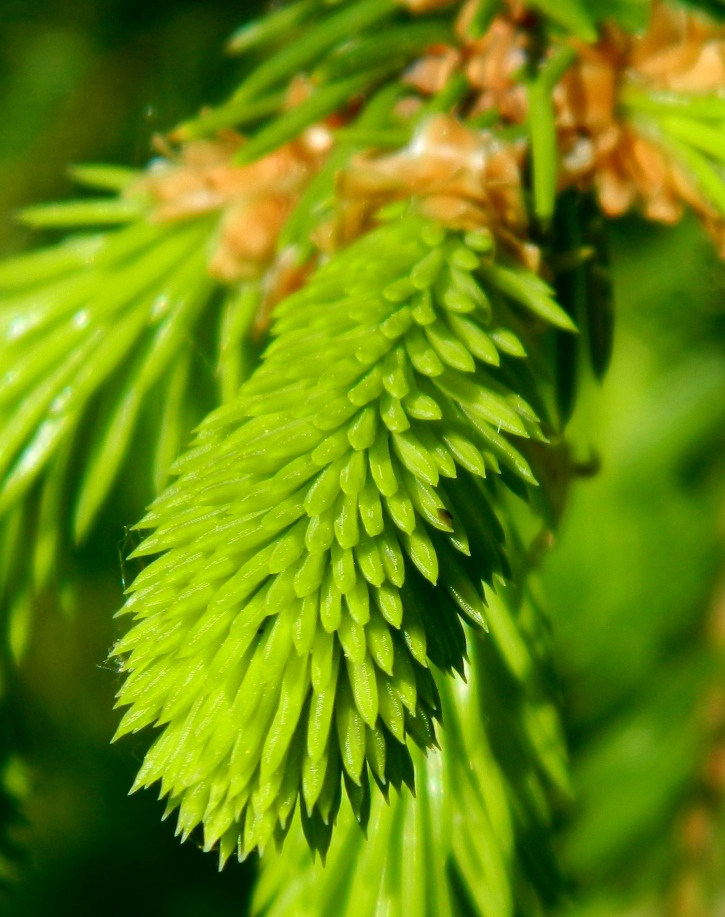 Image of Picea abies specimen.