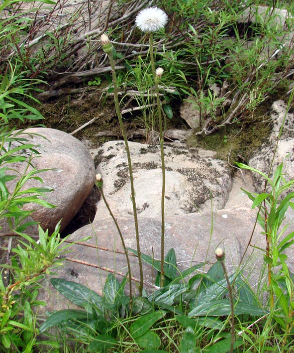 Image of Endocellion sibiricum specimen.