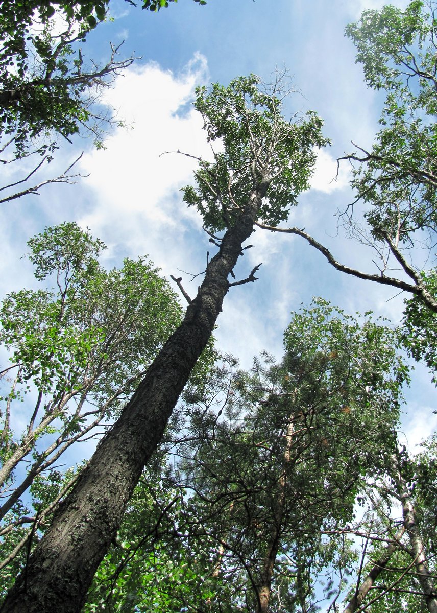 Image of Salix pentandra specimen.