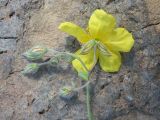 Helianthemum ovatum