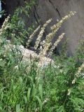 Melica altissima