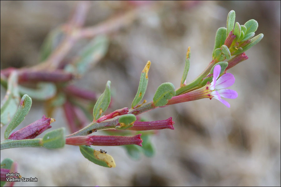 Image of Lythrum tribracteatum specimen.