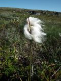 Eriophorum angustifolium