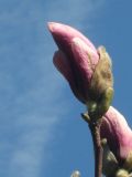 Magnolia &times; soulangeana