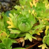 Saxifraga cespitosa. Розетка с листьями. Полярный Урал, верховья р. Большой Ханмей. 10.08.2012.