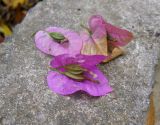 genus Bougainvillea