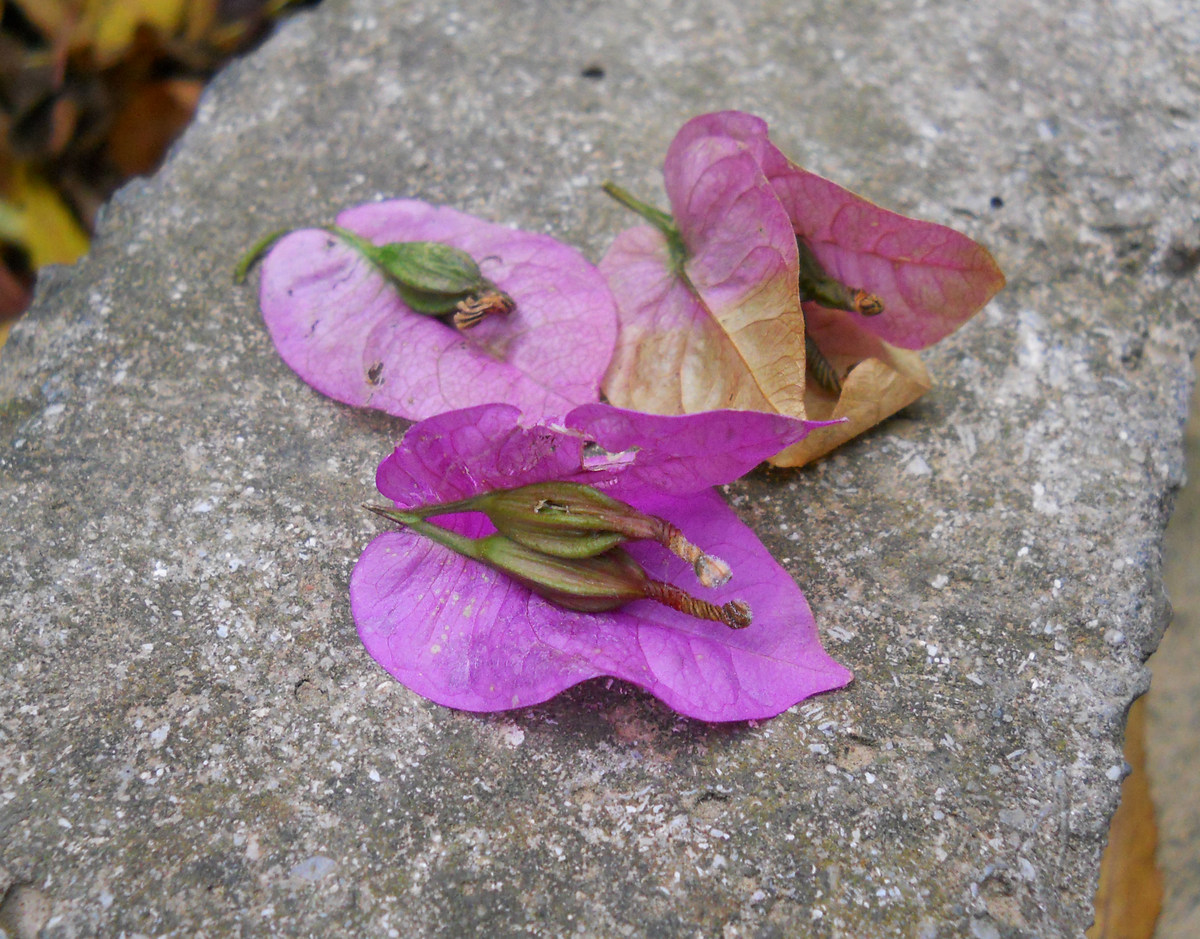 Image of genus Bougainvillea specimen.