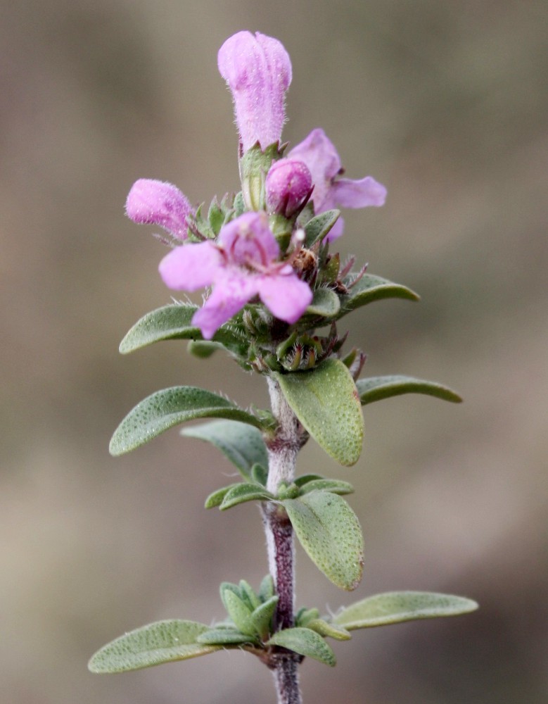 Изображение особи Thymus bashkiriensis.