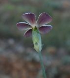 Dianthus marschallii