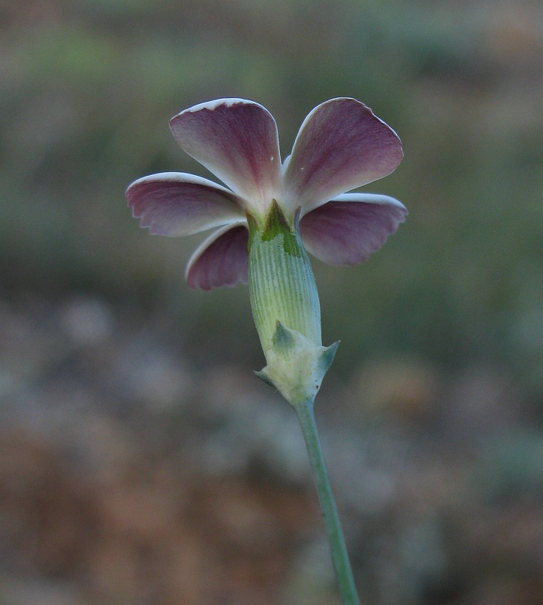 Изображение особи Dianthus marschallii.