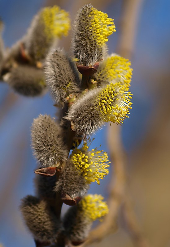 Изображение особи Salix caprea.