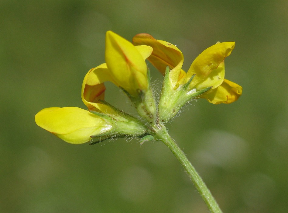 Изображение особи Lotus corniculatus.