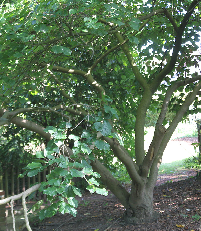 Image of genus Hamamelis specimen.