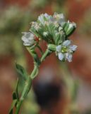 Telephium imperati. Верхушка цветущего растения c клещами-краснотелками. Israel, Mount Hermon. 09.07.2011.