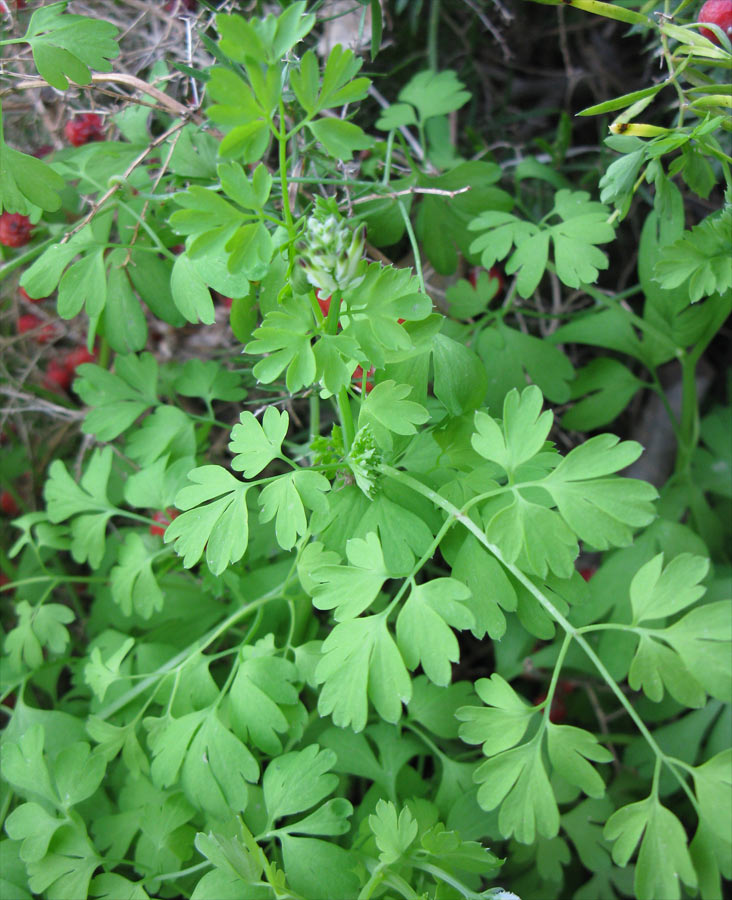 Image of Fumaria capreolata specimen.