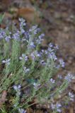 Veronica capsellicarpa