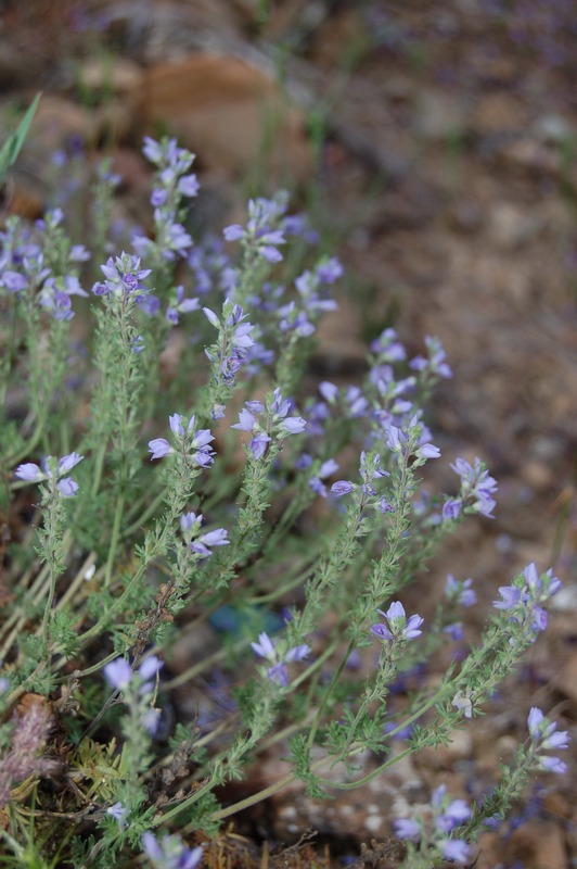 Изображение особи Veronica capsellicarpa.