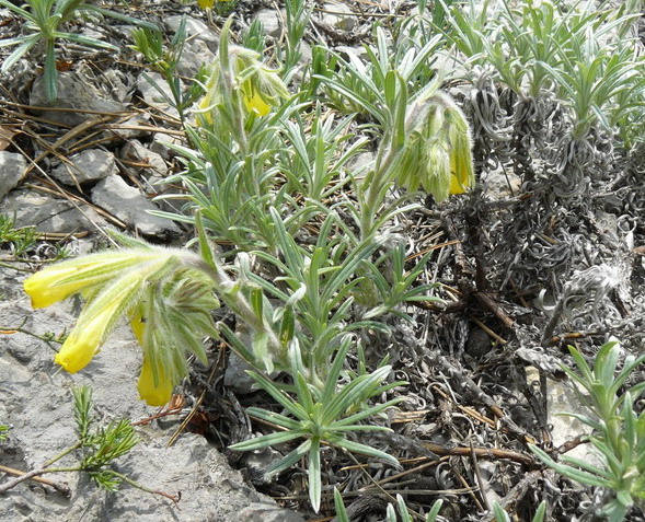 Image of Onosma polyphylla specimen.