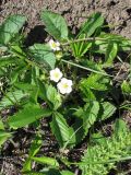 Fragaria campestris