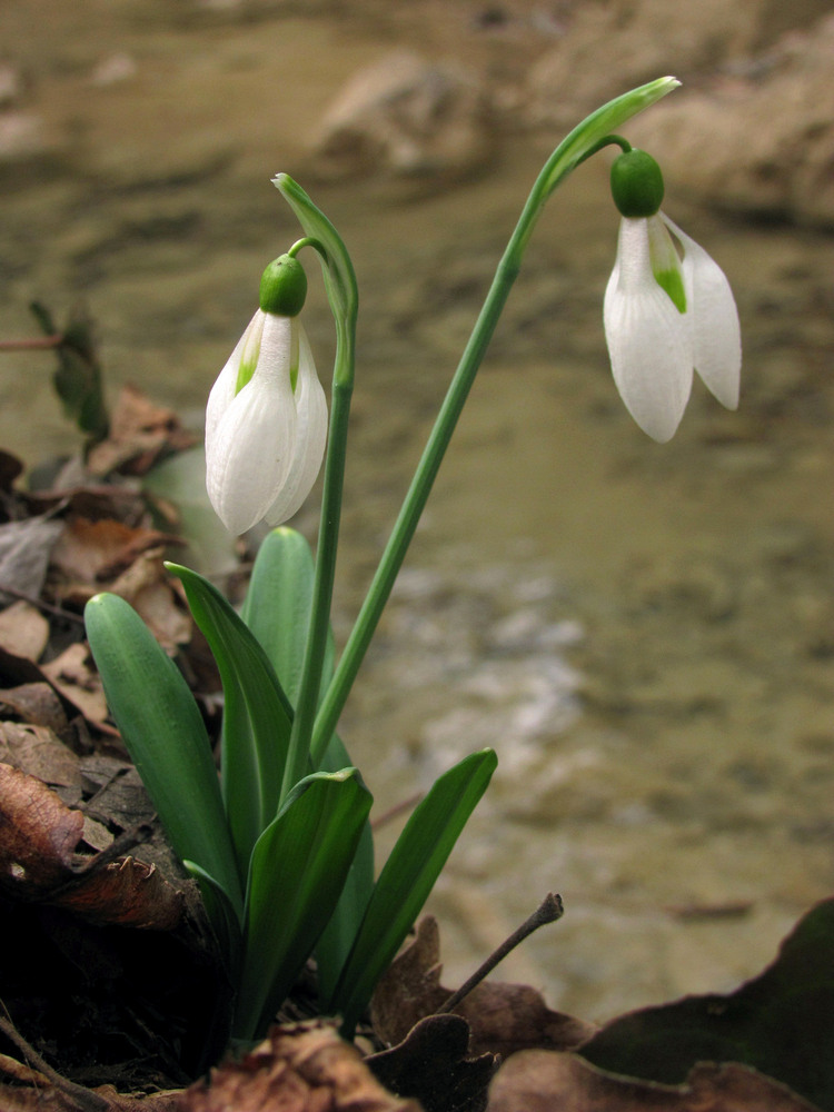 Image of Galanthus plicatus specimen.