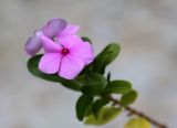 Catharanthus roseus