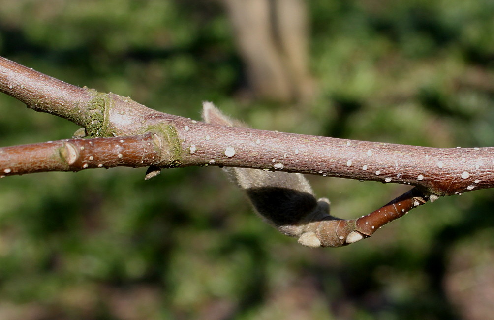 Image of Magnolia &times; soulangeana specimen.