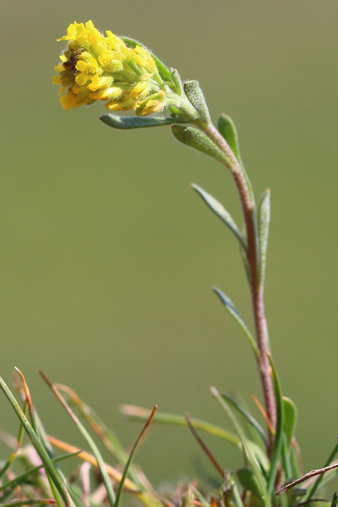 Изображение особи Alyssum turkestanicum var. desertorum.