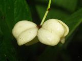 Euonymus europaeus