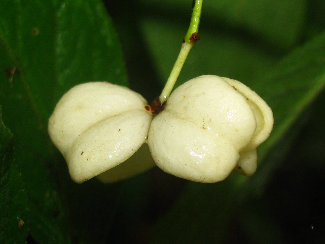 Изображение особи Euonymus europaeus.