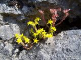 Sedum acre