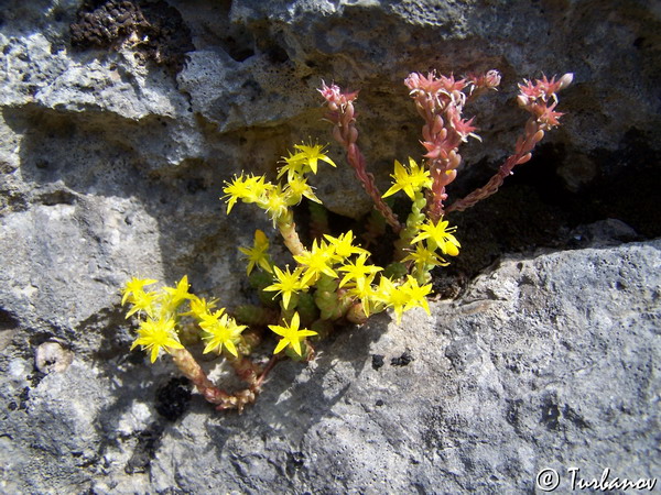 Изображение особи Sedum acre.