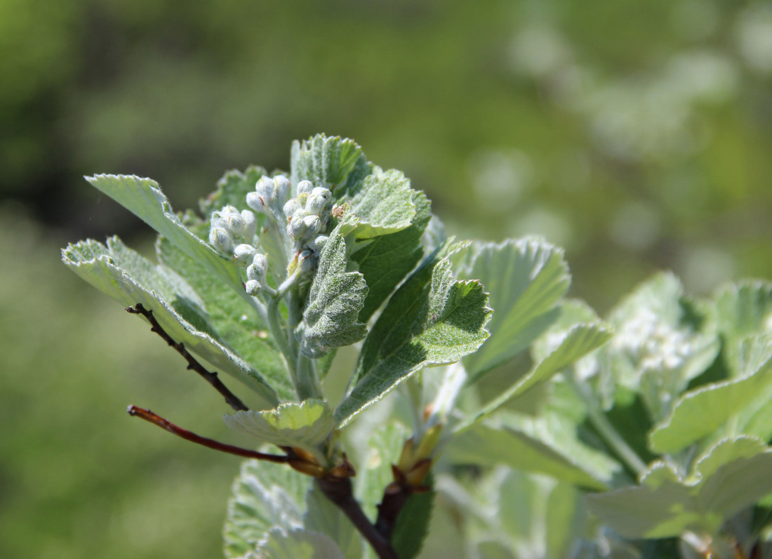 Изображение особи Sorbus taurica.