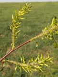 Salix myrsinifolia