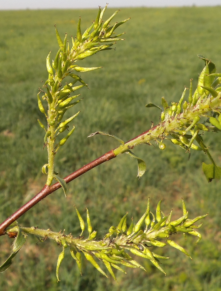 Image of Salix myrsinifolia specimen.