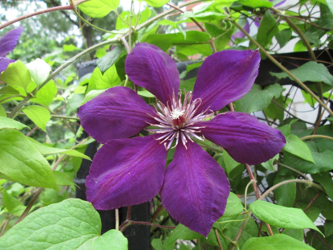 Изображение особи Clematis &times; jackmanii.