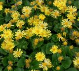 Doronicum orientale