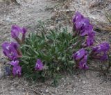 Oxytropis triphylla