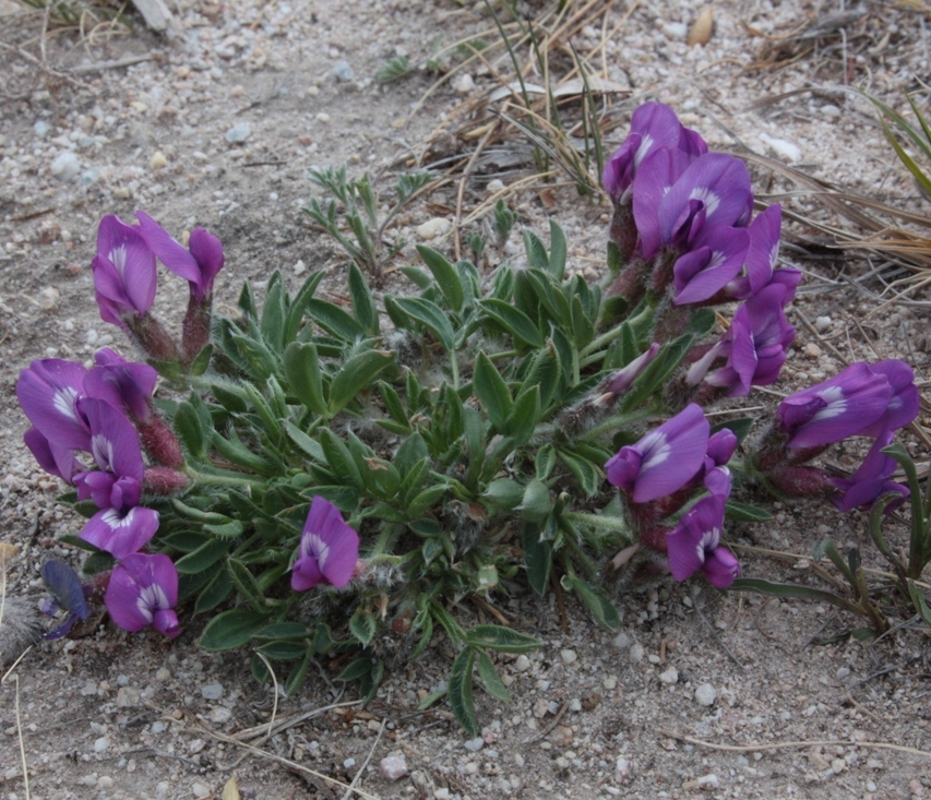 Изображение особи Oxytropis triphylla.