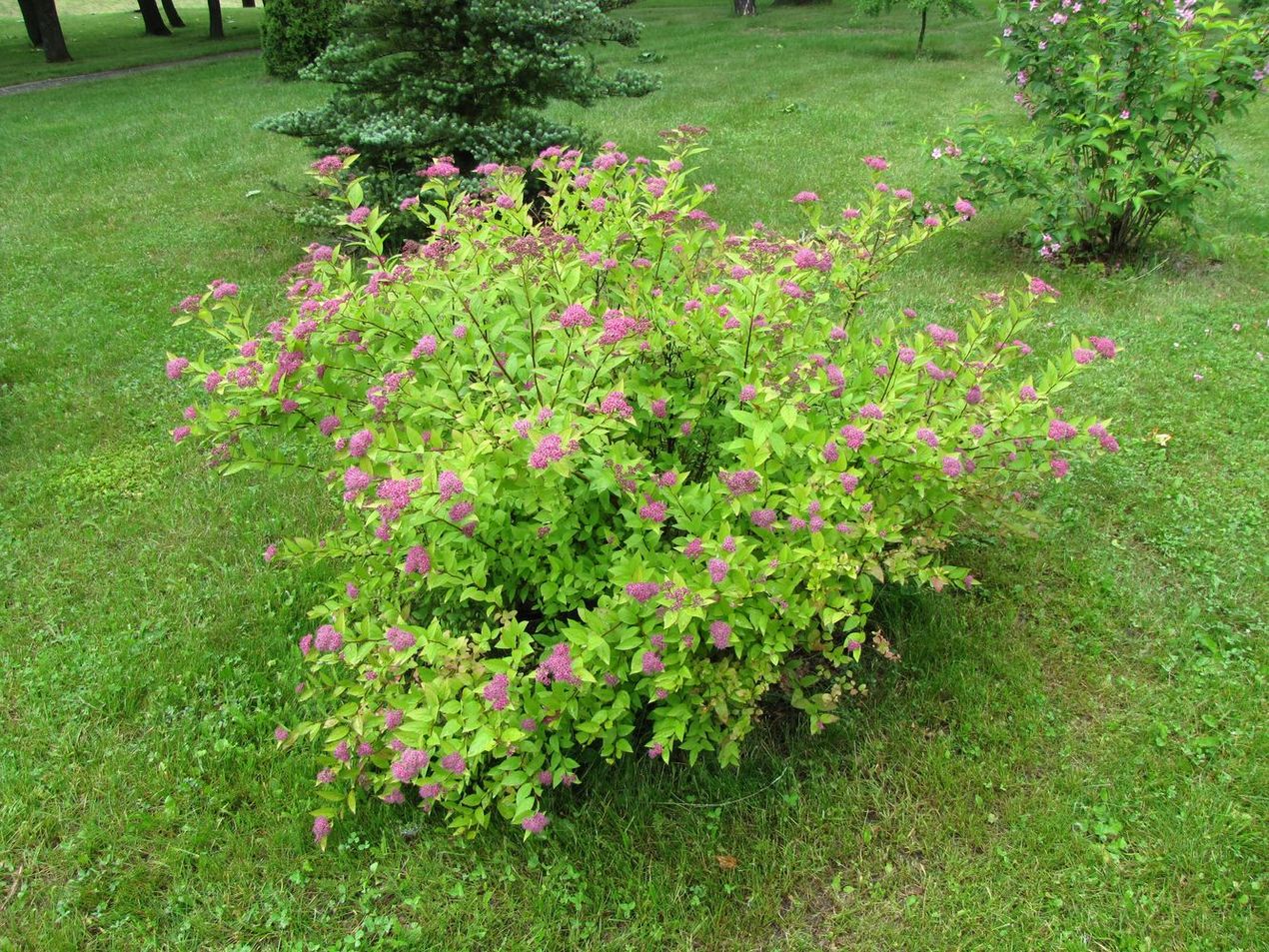 Изображение особи Spiraea japonica.