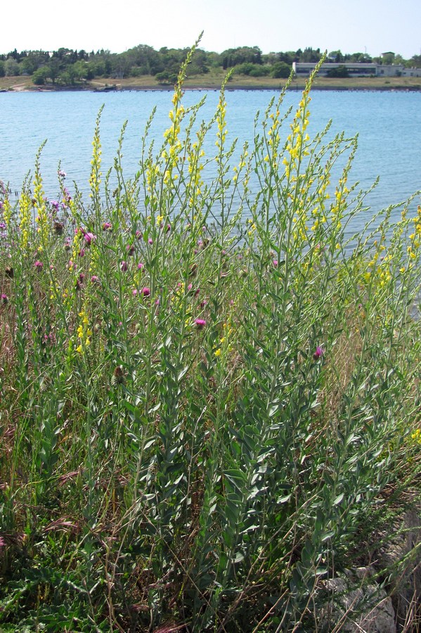 Image of Linaria genistifolia specimen.