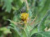 Centaurea benedicta