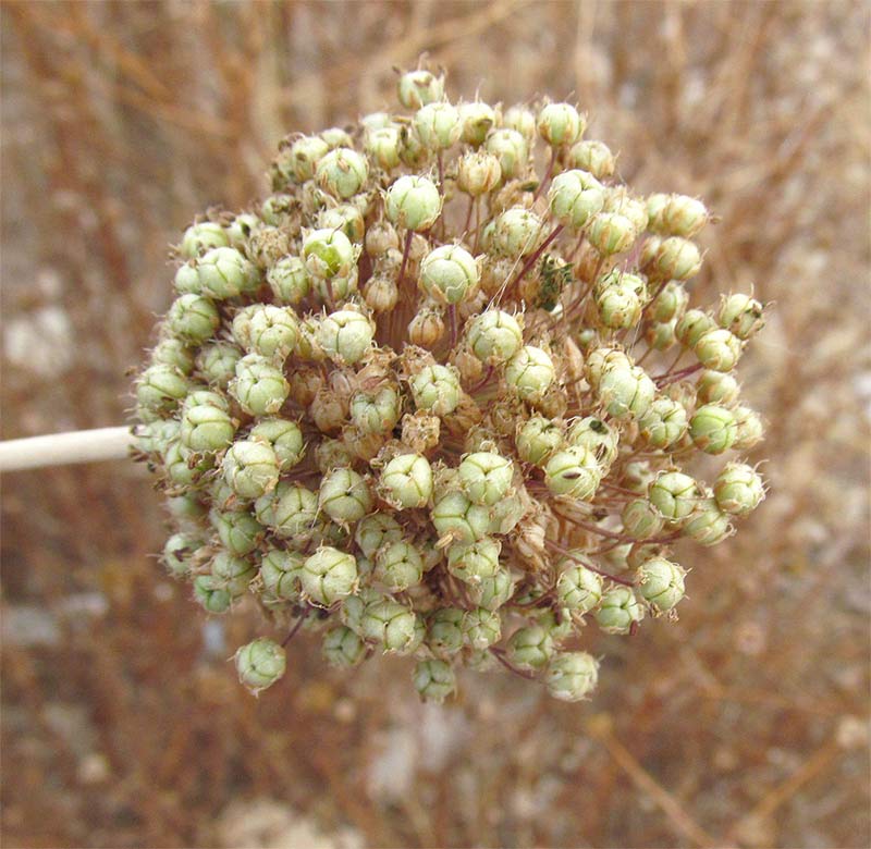 Image of Allium truncatum specimen.