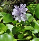 Eichhornia crassipes. Цветущее растение. Таиланд, остров Тао. 25.06.2013.