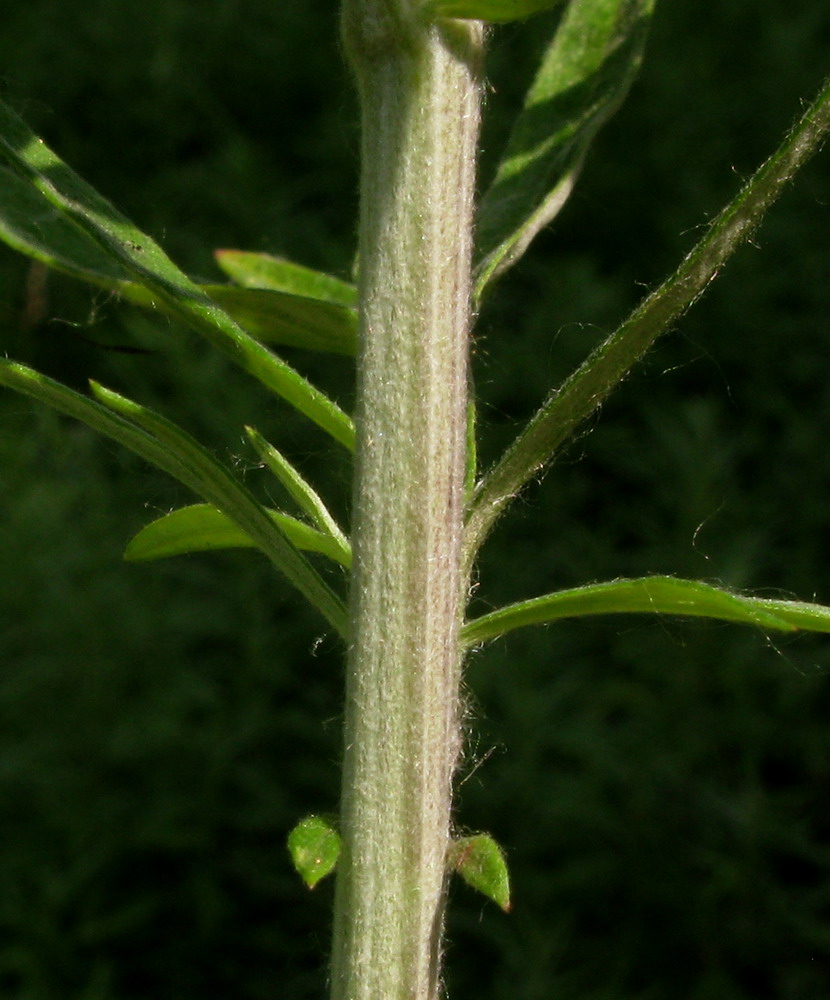 Изображение особи Artemisia argyi.